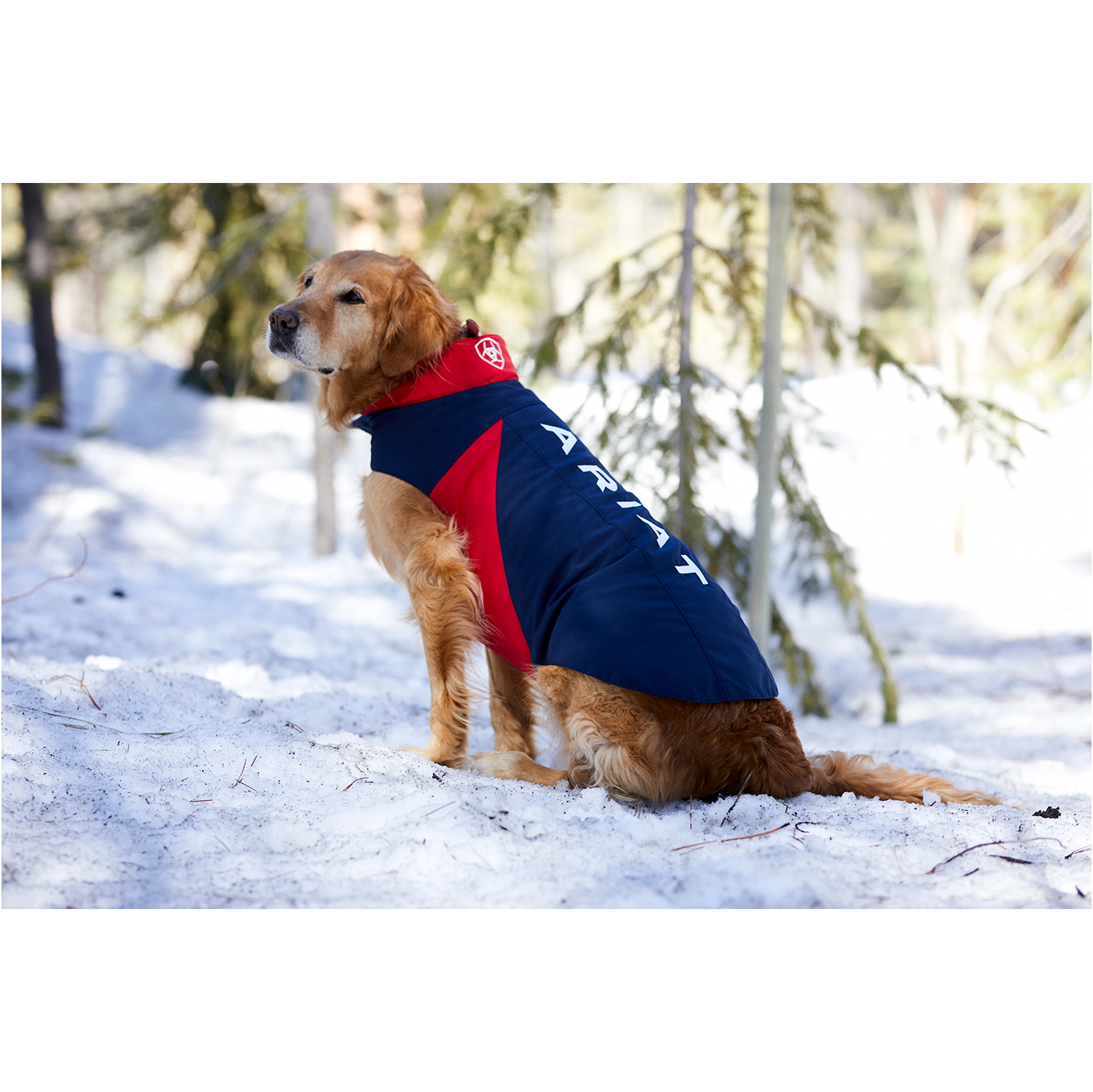 Ariat Team Dog Softshell Jacket - Team